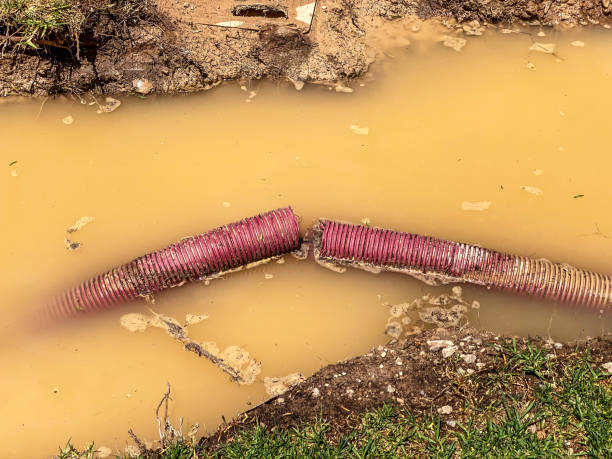 Best Flood damage cleanup  in Avodo Heights, CA